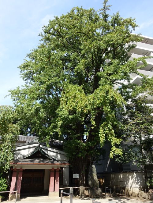 品川寺 イチョウ