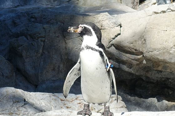 よこはま動物園ズーラシア ペンギン