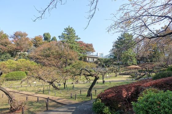 大倉山公園 梅林 紅葉