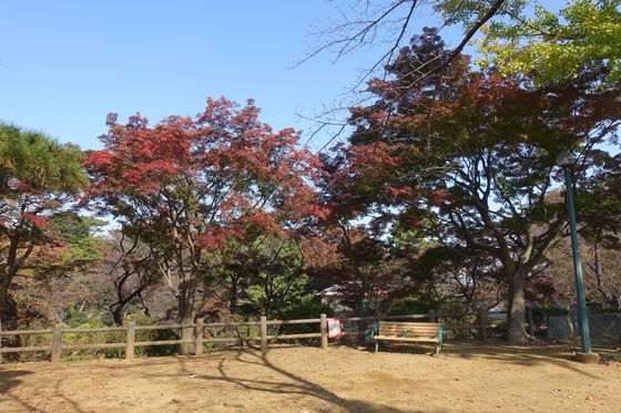 大倉山公園 花木園 紅葉