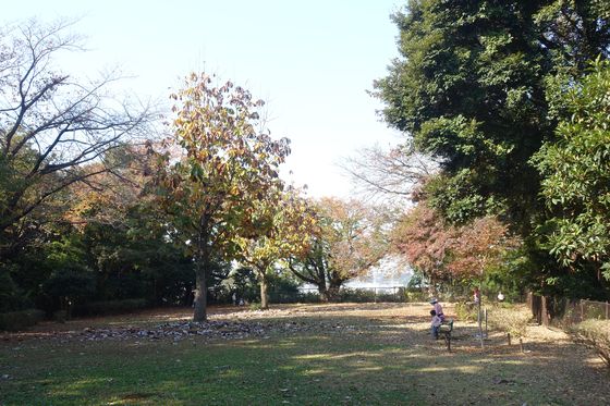 大倉山公園 ピクニック園地 紅葉
