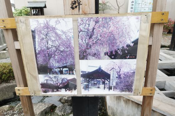 源智の井戸 桜