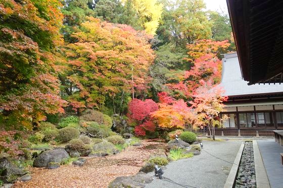 慈雲寺 長野 紅葉