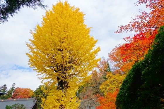 慈雲寺 下諏訪 紅葉 現在