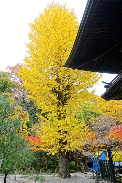 慈雲寺 諏訪 イチョウ