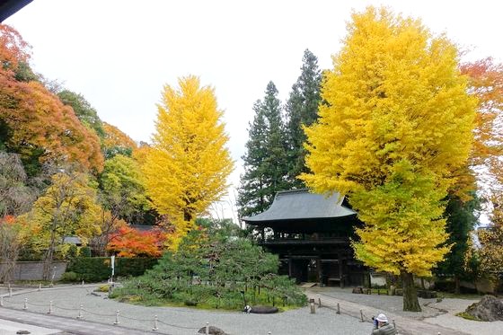 諏訪 慈雲寺 イチョウ