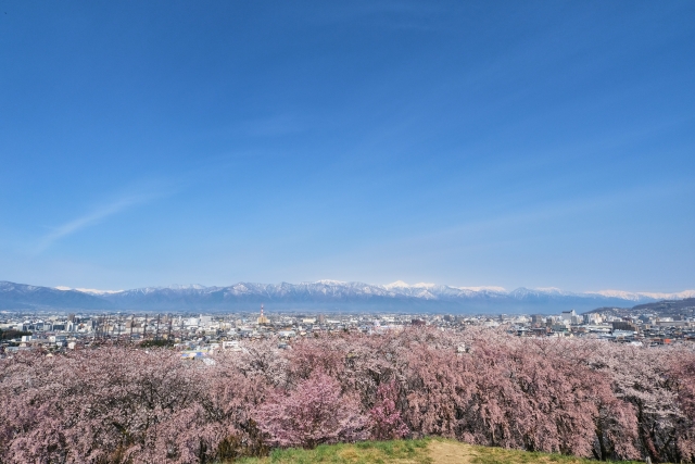 弘法山古墳の桜 21年の見頃と現在の開花状況は 桜まつりの日程とライトアップは 松本市のお花見スポット 歩いてみたブログ