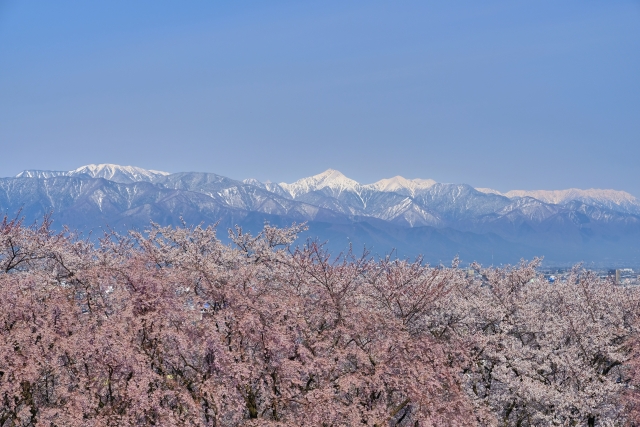 弘法山古墳の桜 21年の見頃と現在の開花状況は 桜まつりの日程とライトアップは 松本市のお花見スポット 歩いてみたブログ