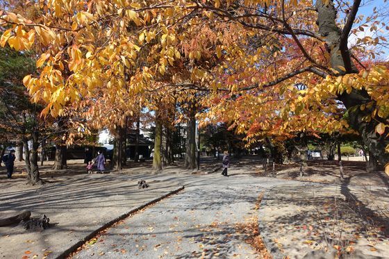 松本城公園 紅葉