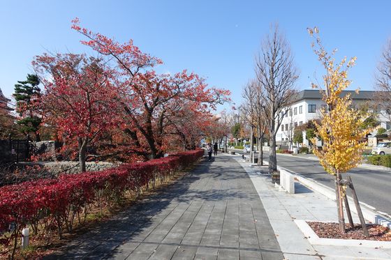 松本城 桜 紅葉
