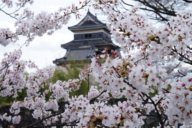 松本城 お花見