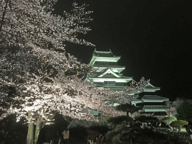 松本城 桜 ライトアップ