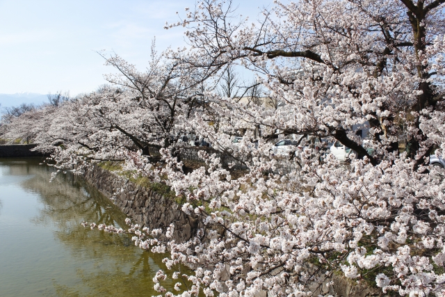 松本城 桜 現在