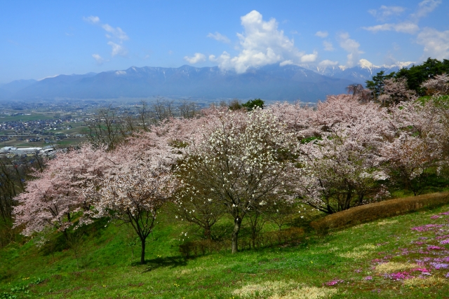 城山公園 松本 桜 現在
