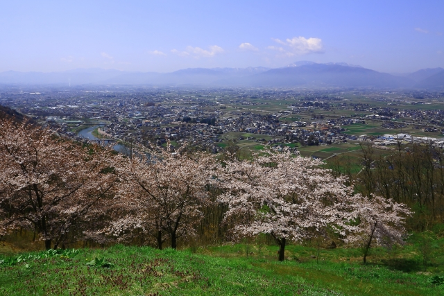 城山公園 松本 桜