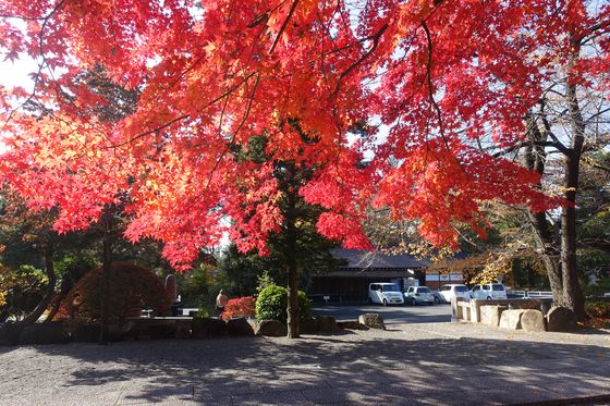 長野県護国神社 楓