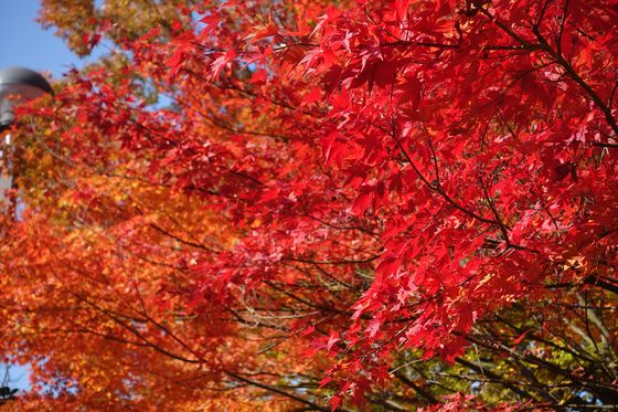 信州大学 紅葉 現在