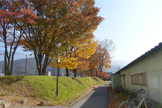 信州大学 紅葉 見頃