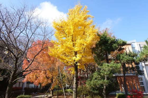 信州大学 銀杏