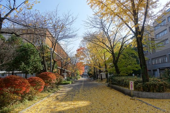 信州大学 松本 紅葉