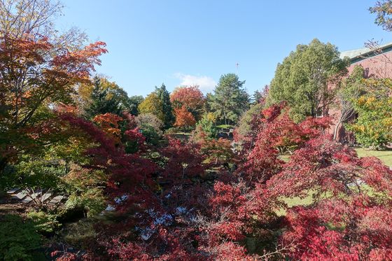 芸術の森公園 ふみの池 紅葉