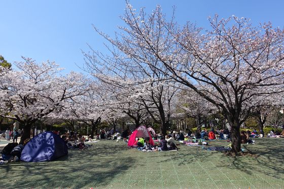 江戸川区 桜
