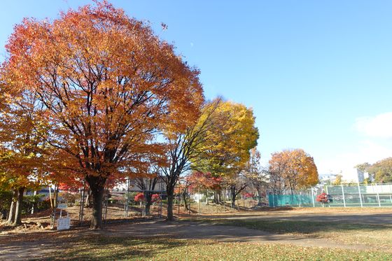 沢村公園 紅葉
