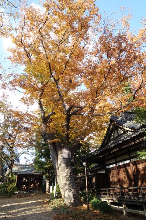 松本 塩釜神社 紅葉