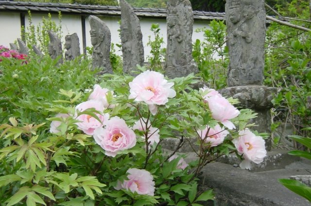 玄向寺 ぼたん