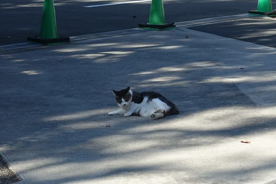 山梨県護国神社 猫