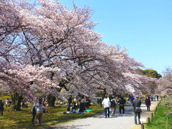 文京区 小石川植物園 桜