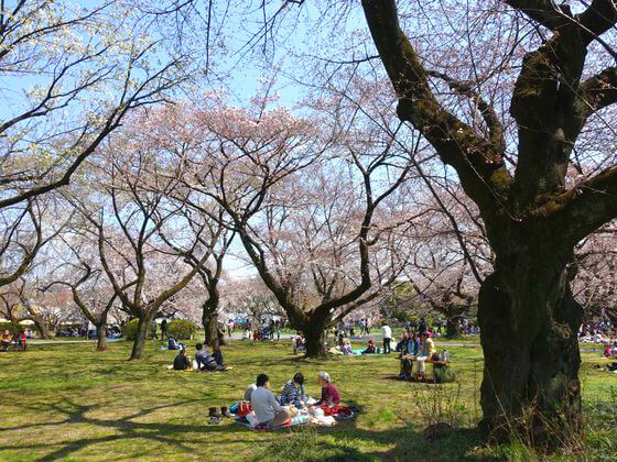 文京区 桜