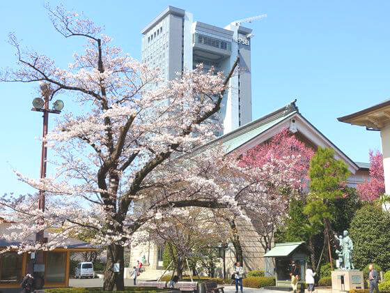 千代田区 桜