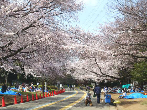駒沢オリンピック公園 目黒区 桜