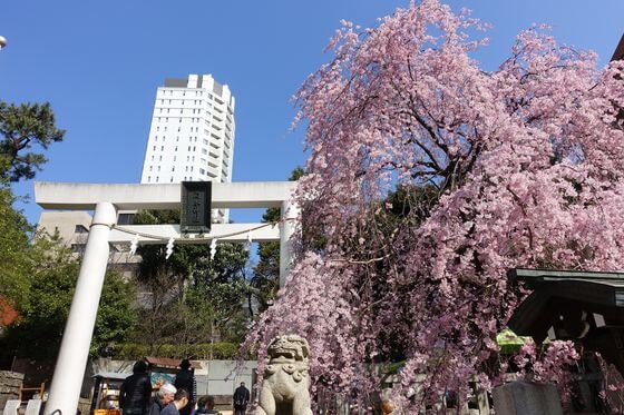 乃木神社 港区 桜