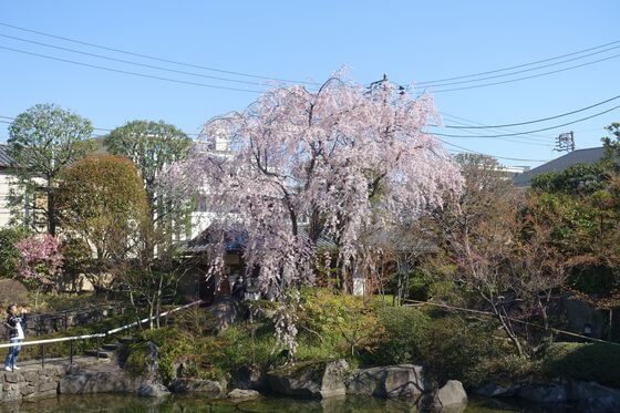 目白庭園 豊島区 桜