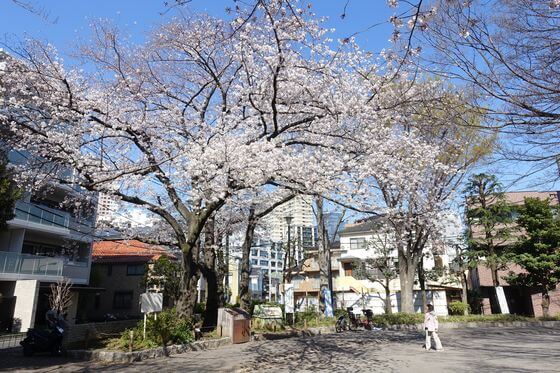 上り屋敷公園 豊島区 桜