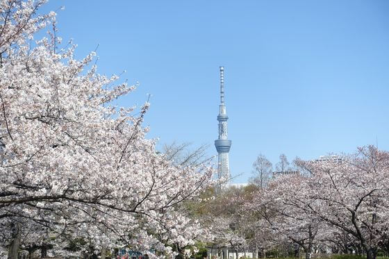 江東区の桜 22年の有名な名所から穴場までおすすめのお花見スポット１１選 歩いてみたブログ