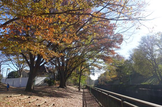 祖師谷公園 世田谷区 紅葉