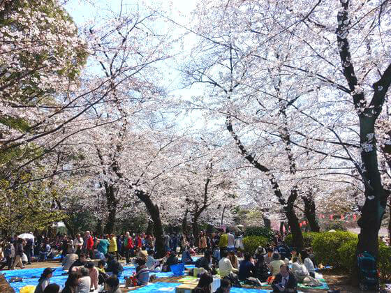 台東区 桜