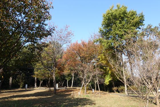日吉の丘公園 桜 紅葉