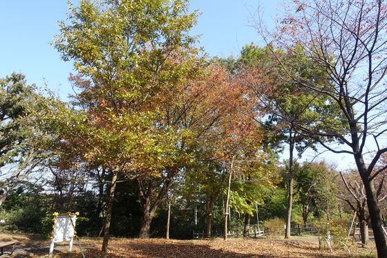 日吉の丘公園 紅葉