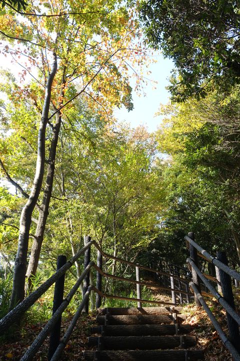 秋 日吉の丘公園