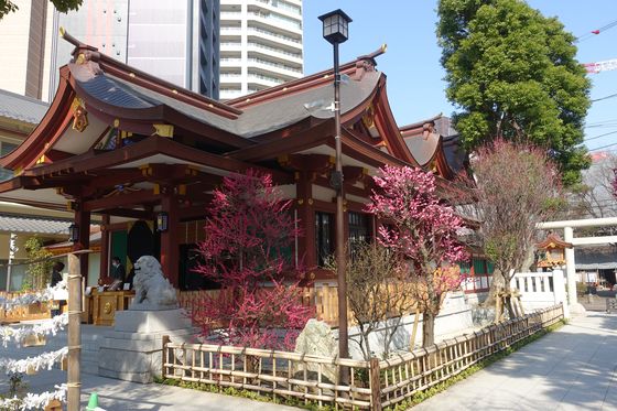 蒲田八幡神社 梅