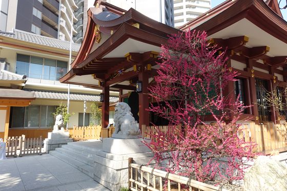 梅 蒲田八幡神社