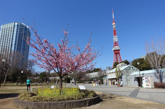 東京 芝公園 河津桜