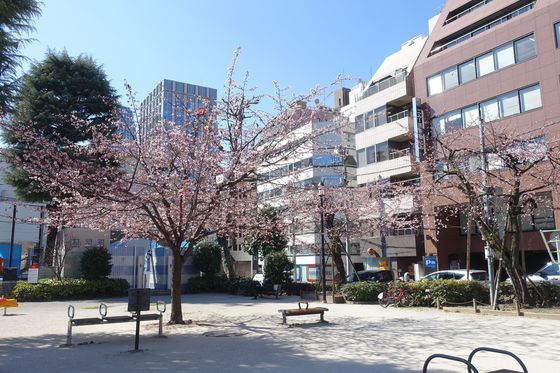 内幸町 桜