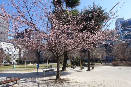 南桜公園 桜