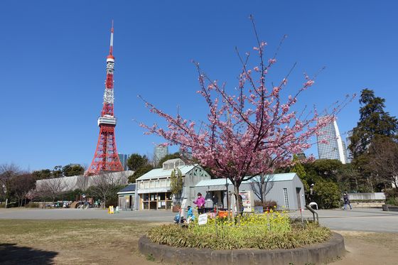 東京タワー 河津桜