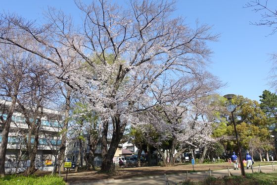 桜 文庫の森